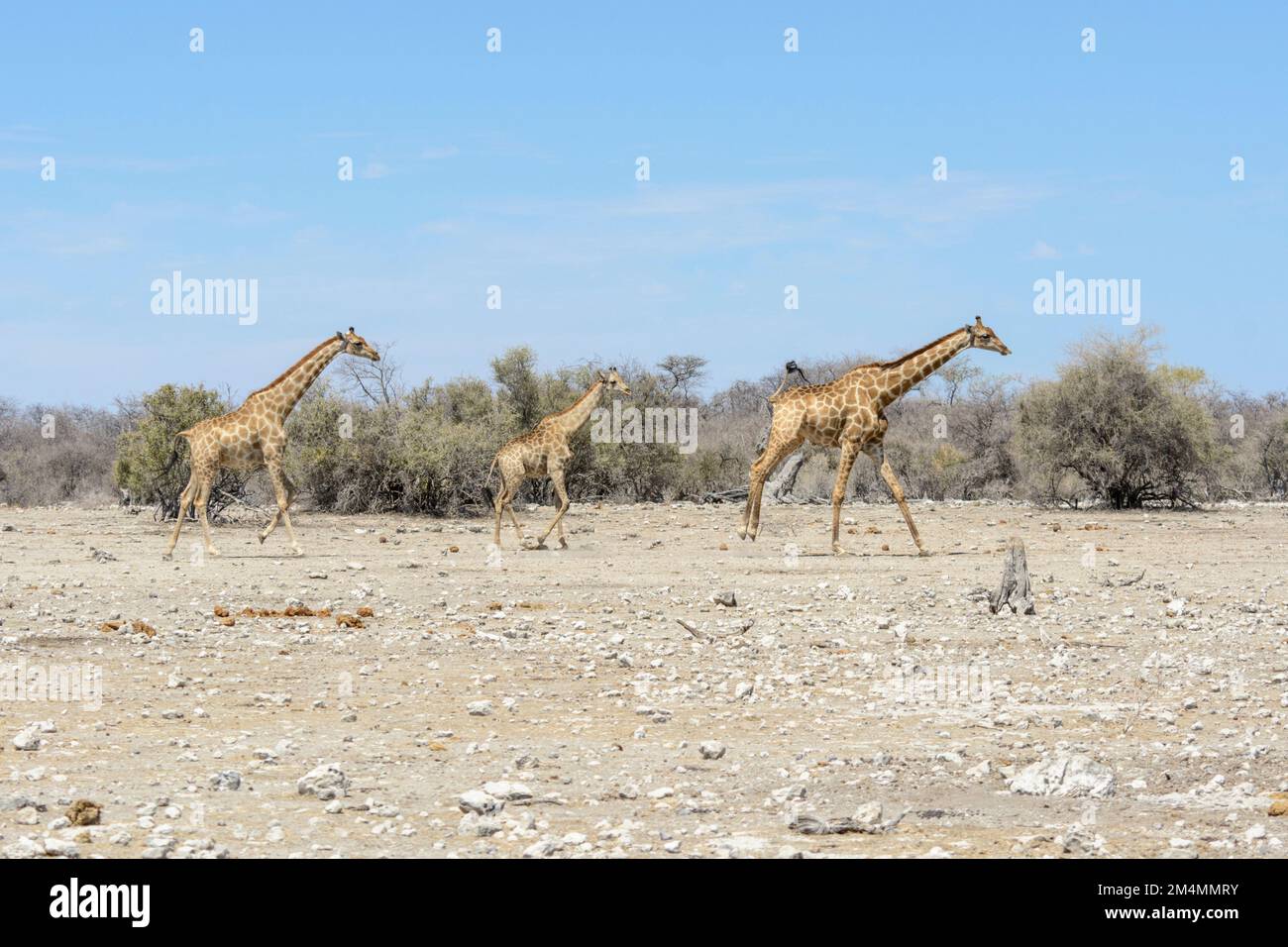 Angolan giraffes (Giraffa camelopardalis angolensis or Giraffa giraffa angolensis), aka Namibian giraffe, Etosha National Park, Namibia Stock Photo
