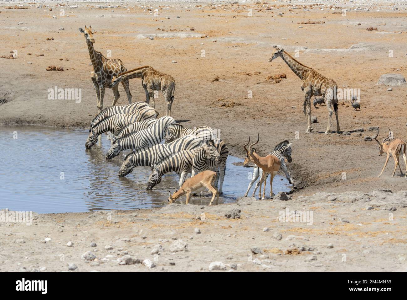 Giraffe, zebra and impala at a waterhole in Etosha National Park, Namibia, Southwest Africa Stock Photo