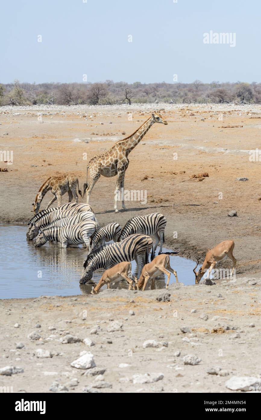 Giraffe, zebra and impala at a waterhole in Etosha National Park, Namibia, Southwest Africa Stock Photo