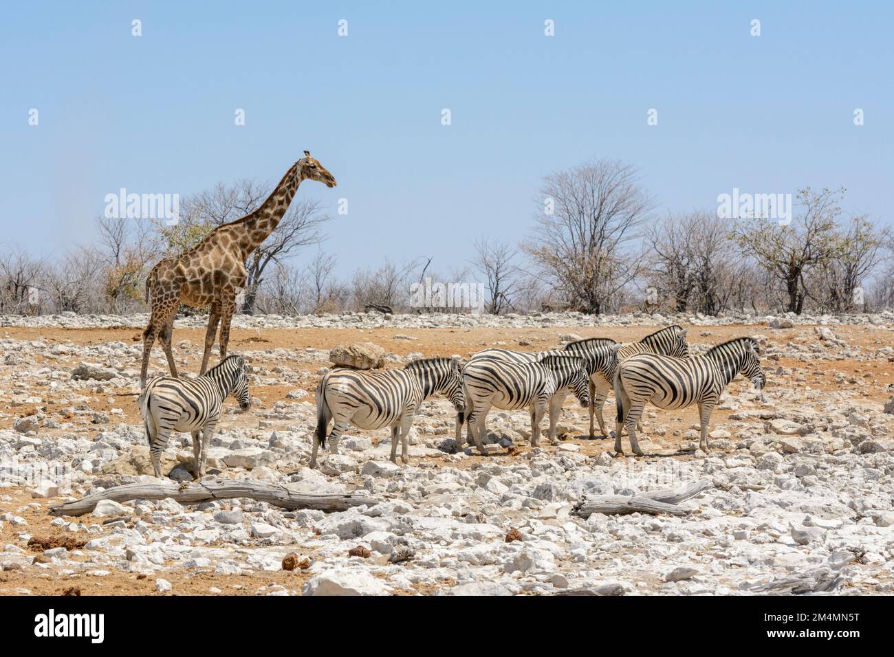 Angolan giraffe (Giraffa camelopardalis angolensis) with a herd of Burchell's zebras (Equus quagga burchelli), Etosha National Park, Namibia Stock Photo