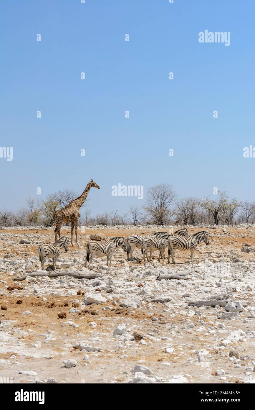 Angolan giraffe (Giraffa camelopardalis angolensis) with a herd of Burchell's zebras (Equus quagga burchelli), Etosha National Park, Namibia Stock Photo
