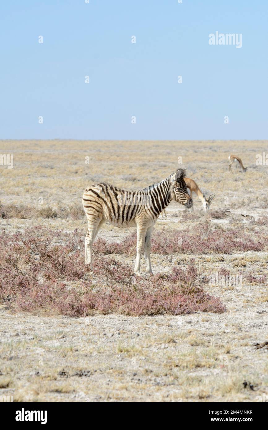 Baby Burchell's zebra (Equus quagga burchellii) in Etosha National Park, Namibia. Aka bontequagga and Damaraland zebra Stock Photo