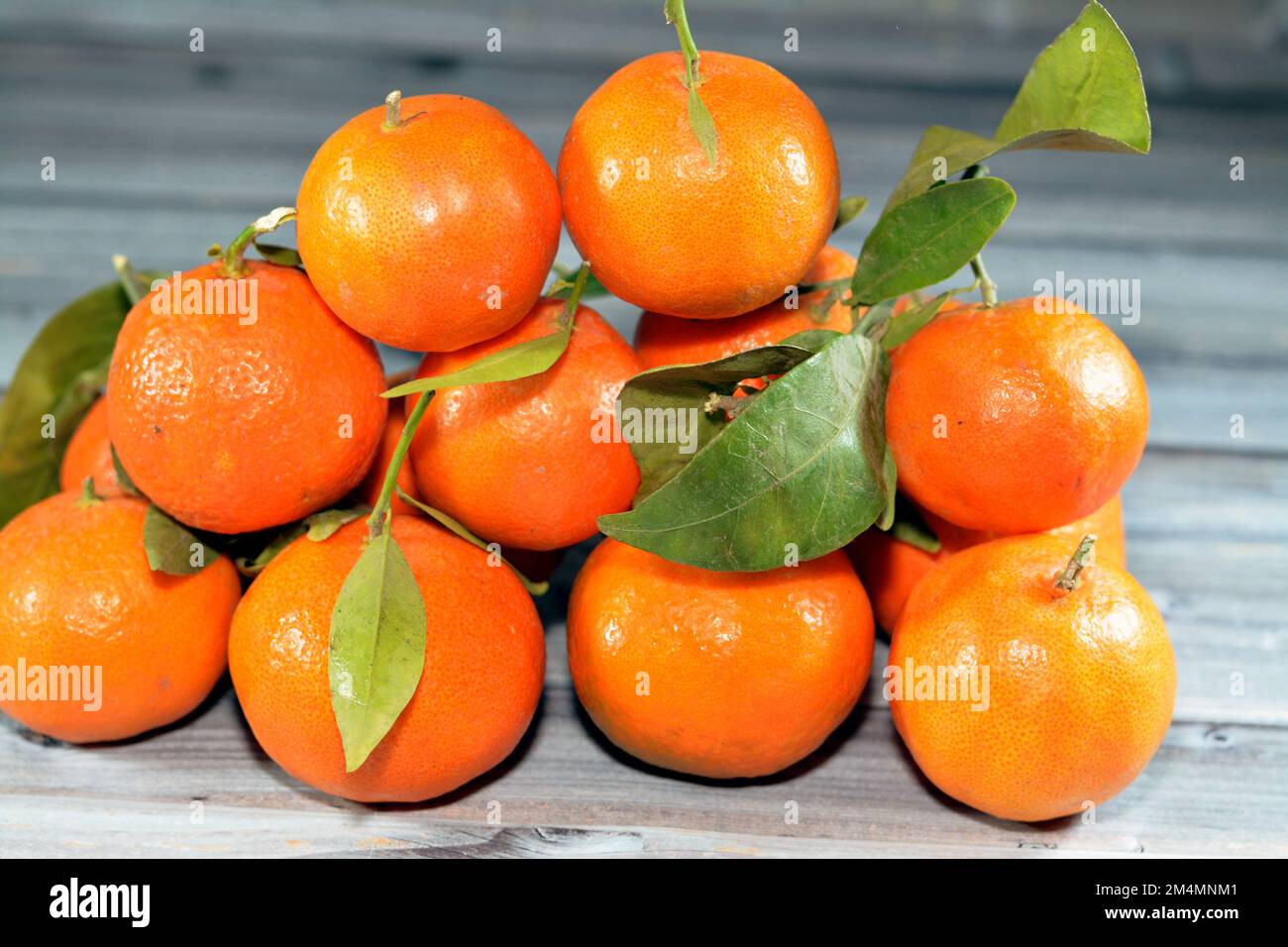 The mandarin orange (Citrus reticulata), also known as the mandarin or mandarine, a small citrus tree fruit. Treated as a distinct species of orange, Stock Photo