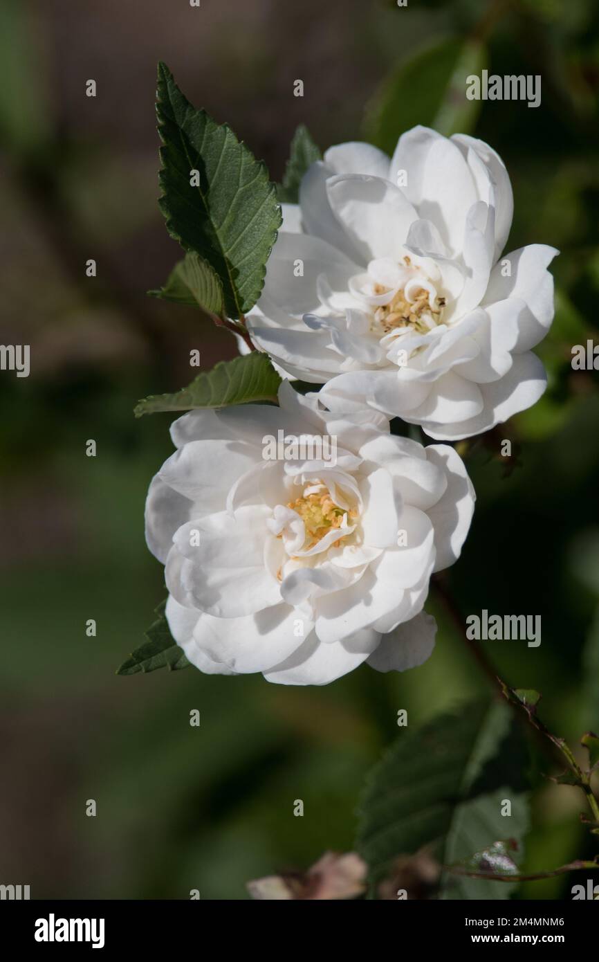 Parts flowers roses hi-res stock photography and images - Alamy