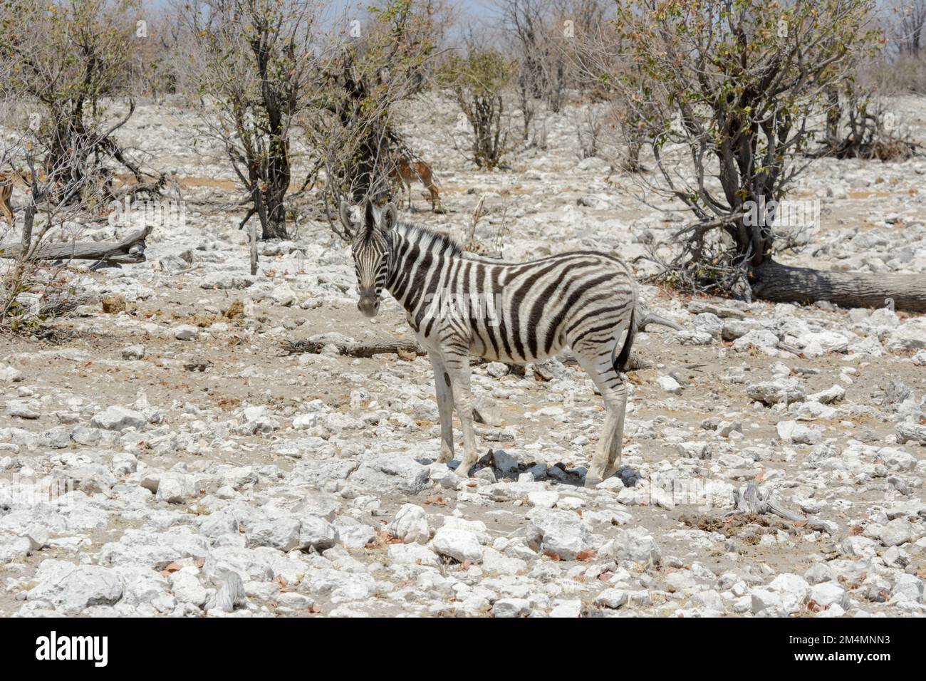 Young Burchell's zebra (Equus quagga burchellii) in Etosha National Park, Namibia. Aka bontequagga and Damaraland zebra Stock Photo