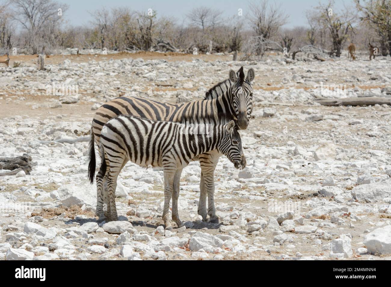 Mother and young foal Burchell's zebras (Equus quagga burchellii) in