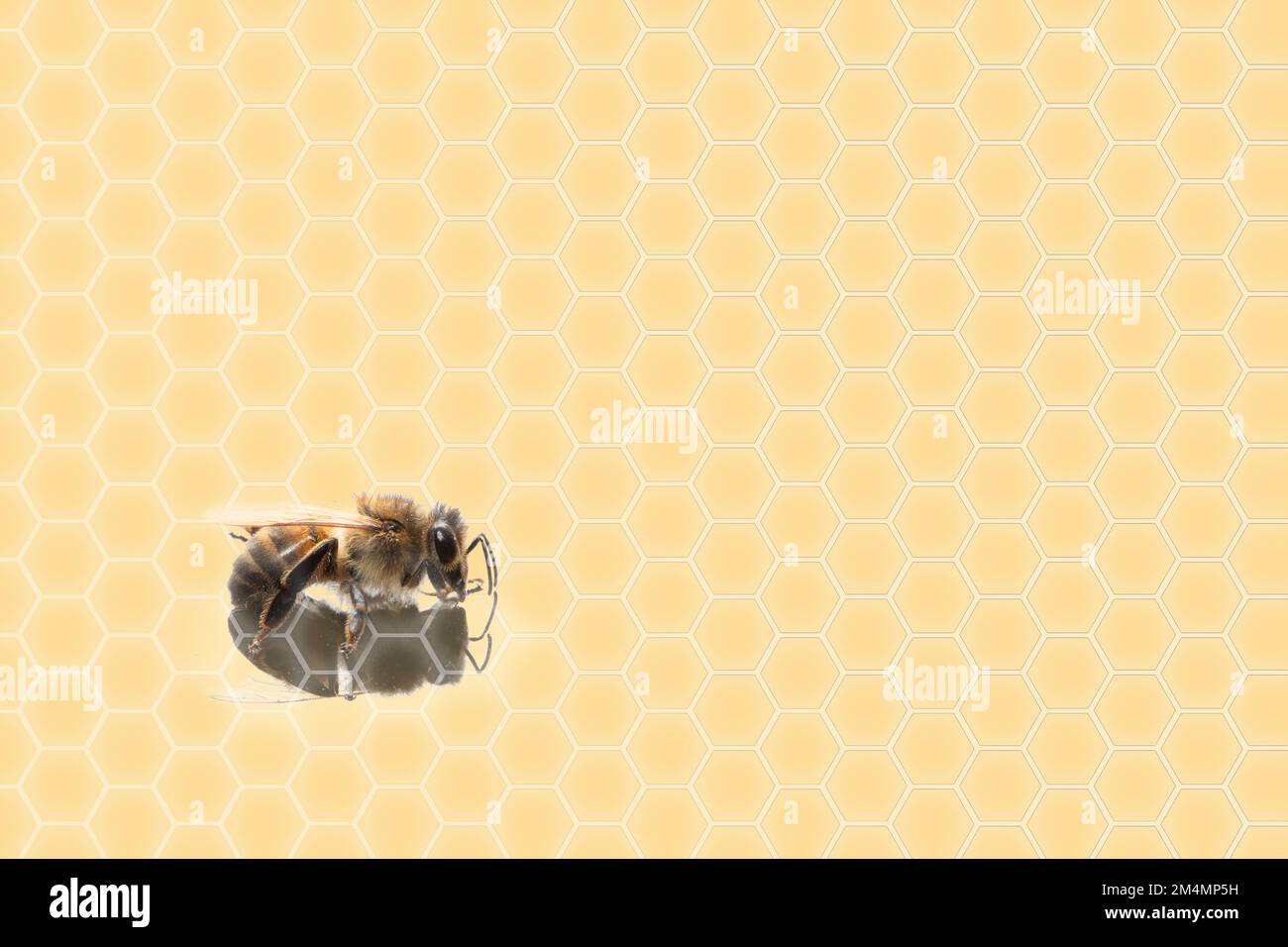 Honey bee on a yellow background with hexagons representing the hive. Concept of bee venom cosmetics used in skin care with various benefits, such as Stock Photo