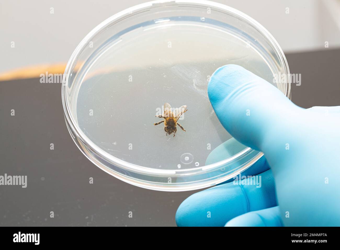 Biological tests on the dangerousness of the poison of the sting of the Melliferous bees. Closeup of hand with blue glove of a scientist holding a Pet Stock Photo