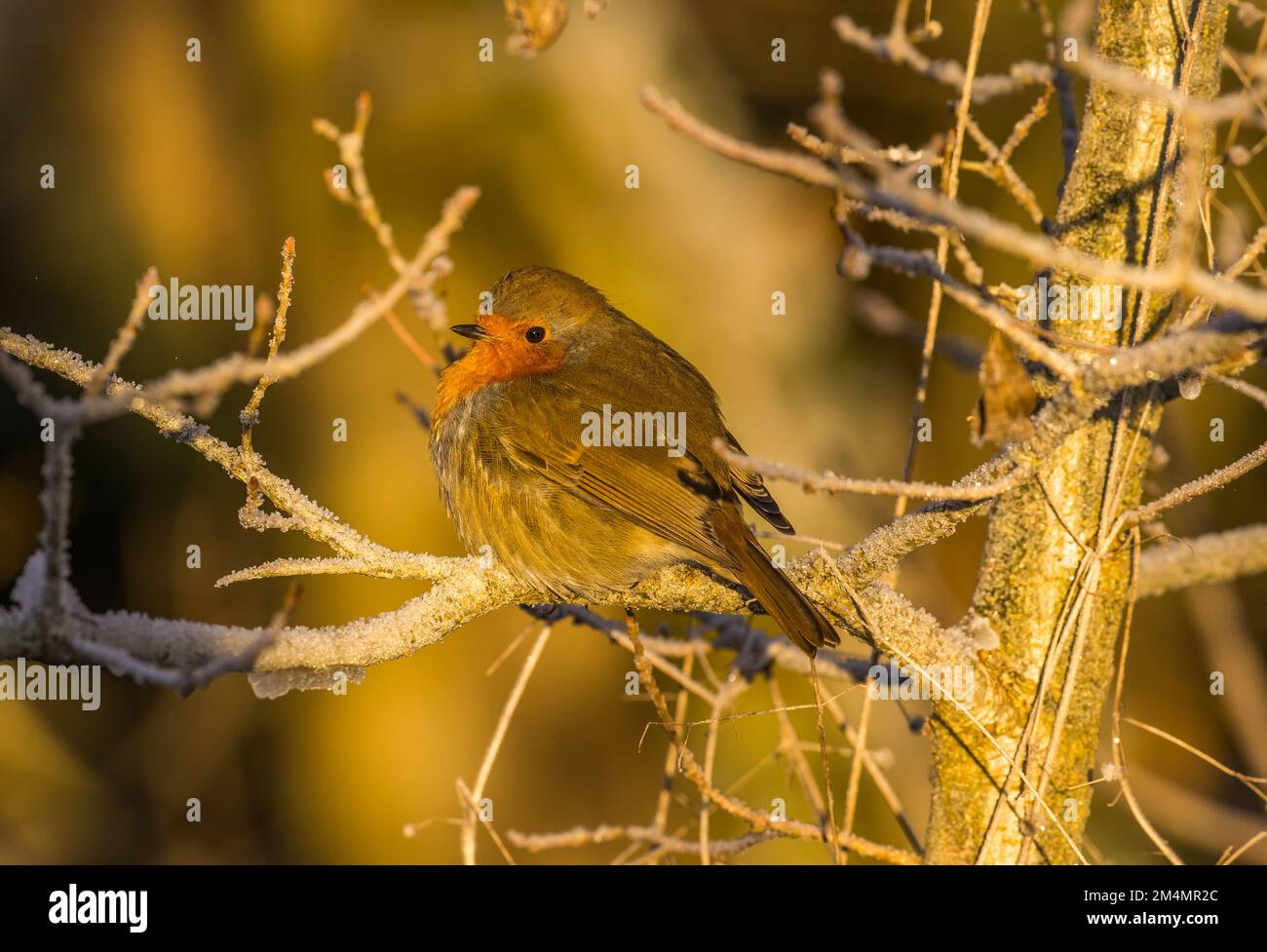 Robin photographer in winter light hi-res stock photography and images ...