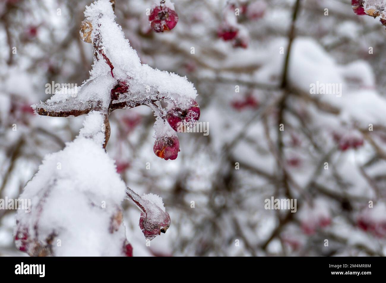 Winter berries snow hi-res stock photography and images - Alamy