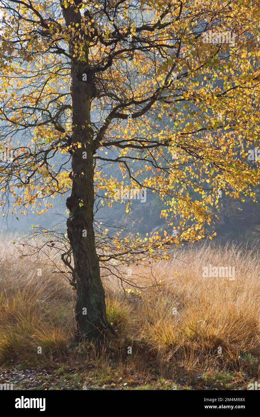 Autumn colour, Cannock Chase Country Park AONB (area of outstanding ...