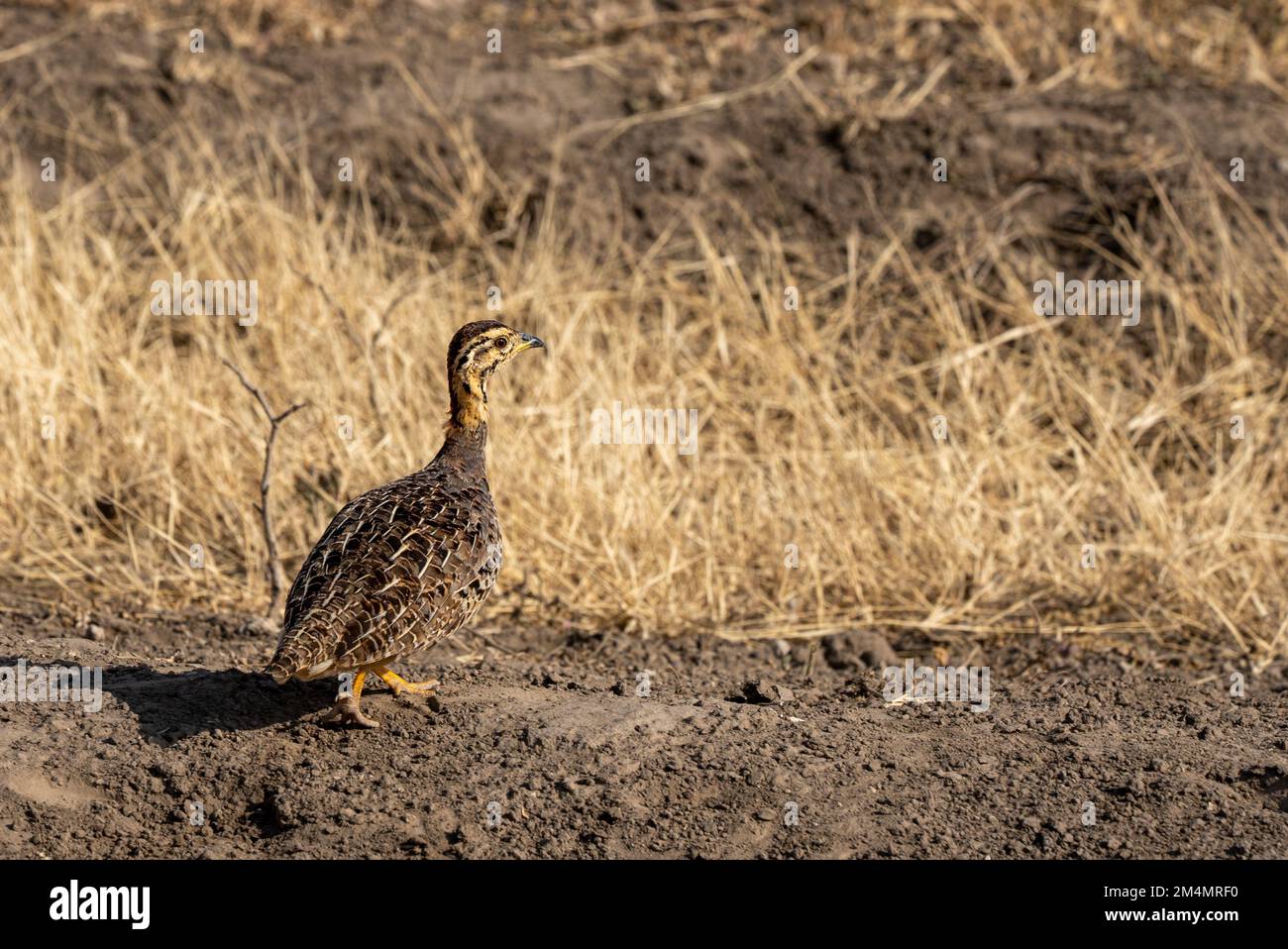 Female Coqui francolin (Campocolinus coqui) is a species of bird in the family Phasianidae. Photographed in Tanzania Stock Photo