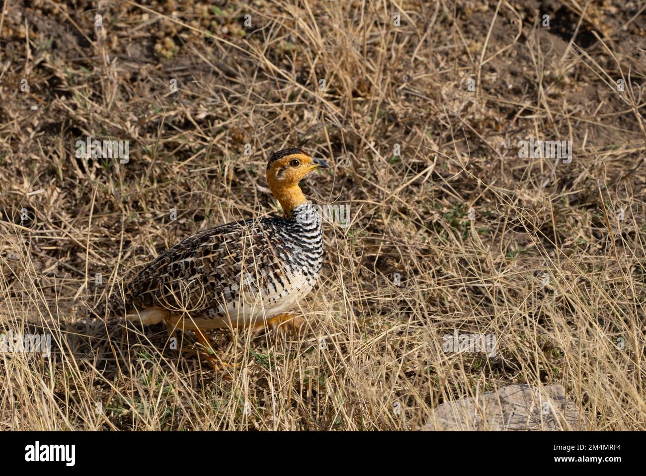 Male Coqui francolin (Campocolinus coqui) is a species of bird in the family Phasianidae. Photographed in Tanzania Stock Photo