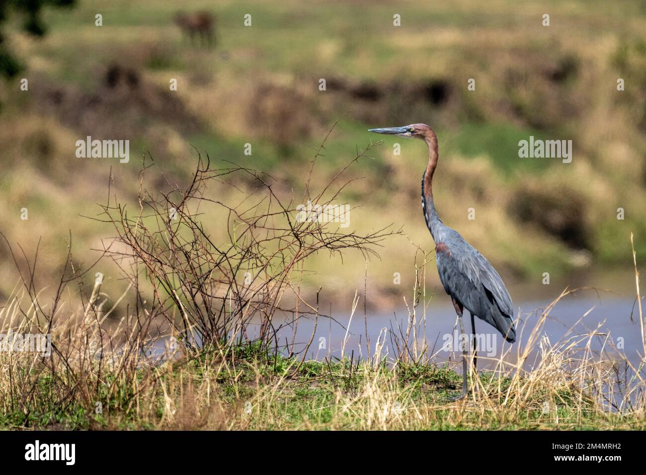 Goliath heron (Ardea goliath) wading in a water pond. This is the largest and tallest heron in the world. Its long legs allow it to wade deep into lak Stock Photo