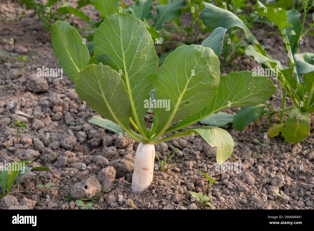 White radish grows in the field with green leaves Stock Photo Alamy