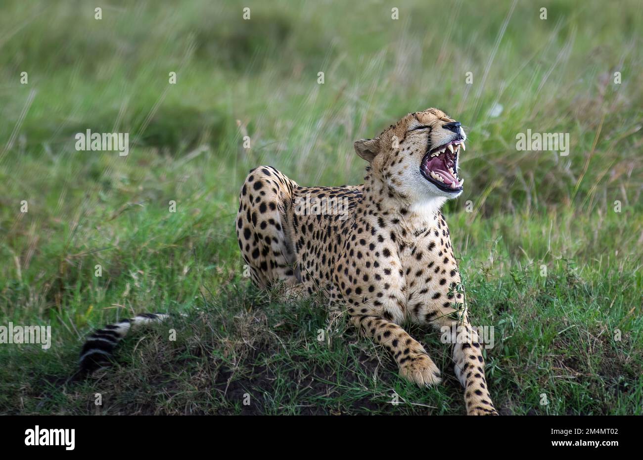 A cheetah running through a grassy field with its mouth open Stock Photo