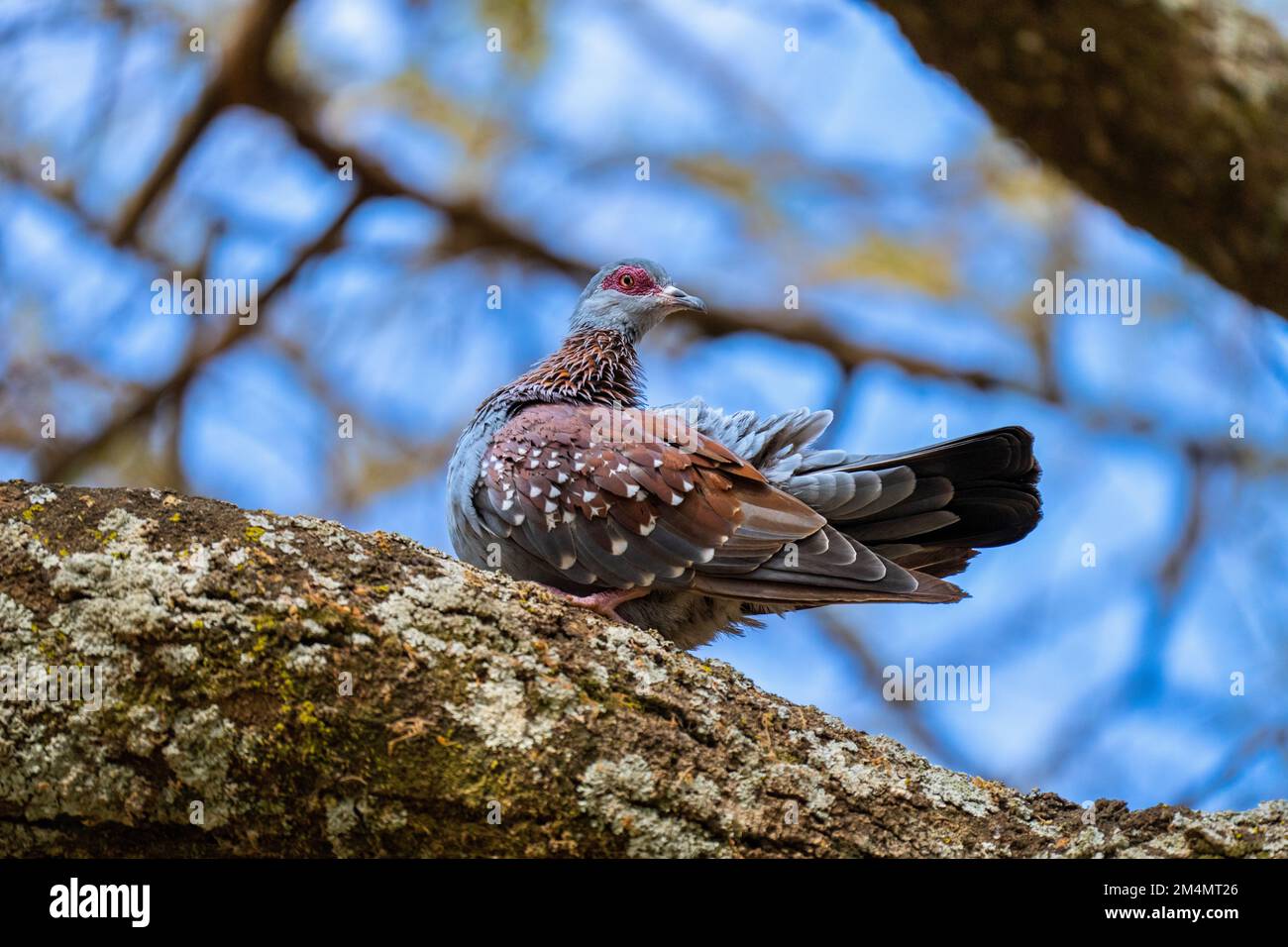Speckled pigeon (Columba guinea) resting on a tree branch Photographed in Tanzania Stock Photo