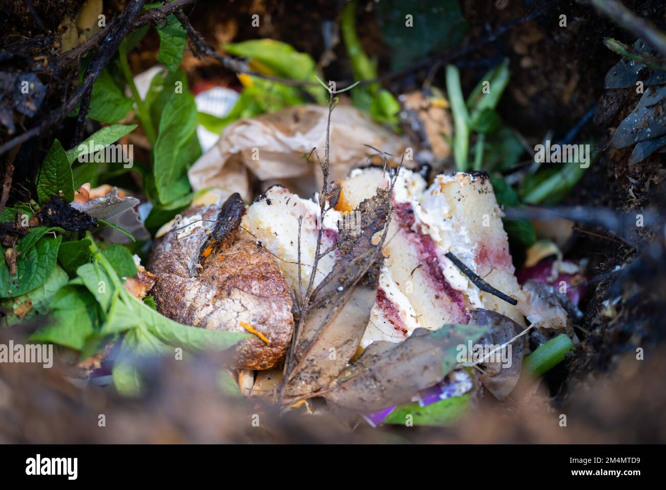 adding food waste to a compost pile. egg shell, vegetable, and fruit ...