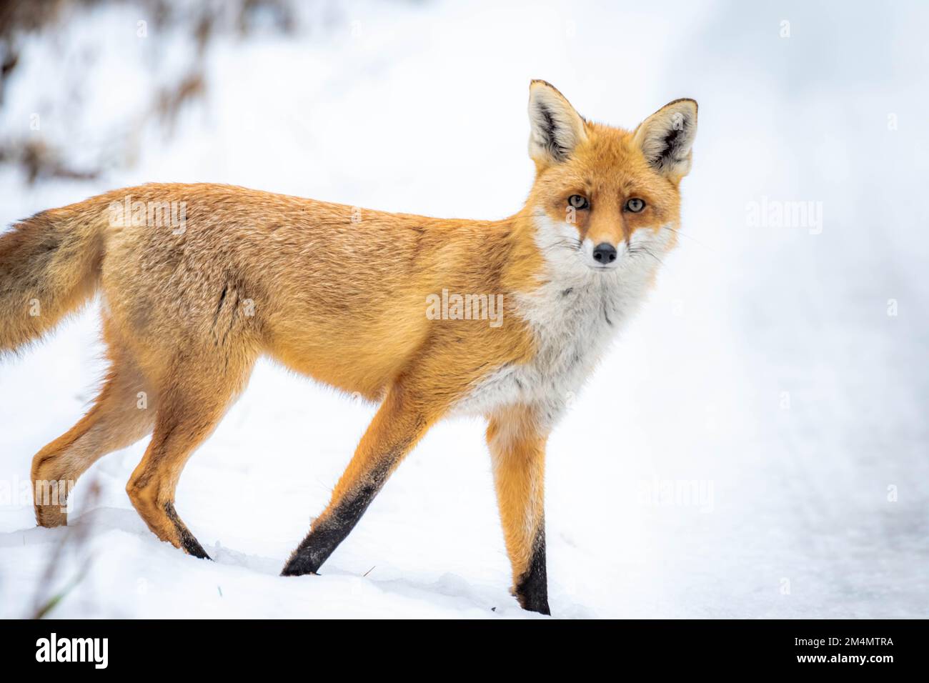 Red fox walking through snow hi-res stock photography and images - Alamy