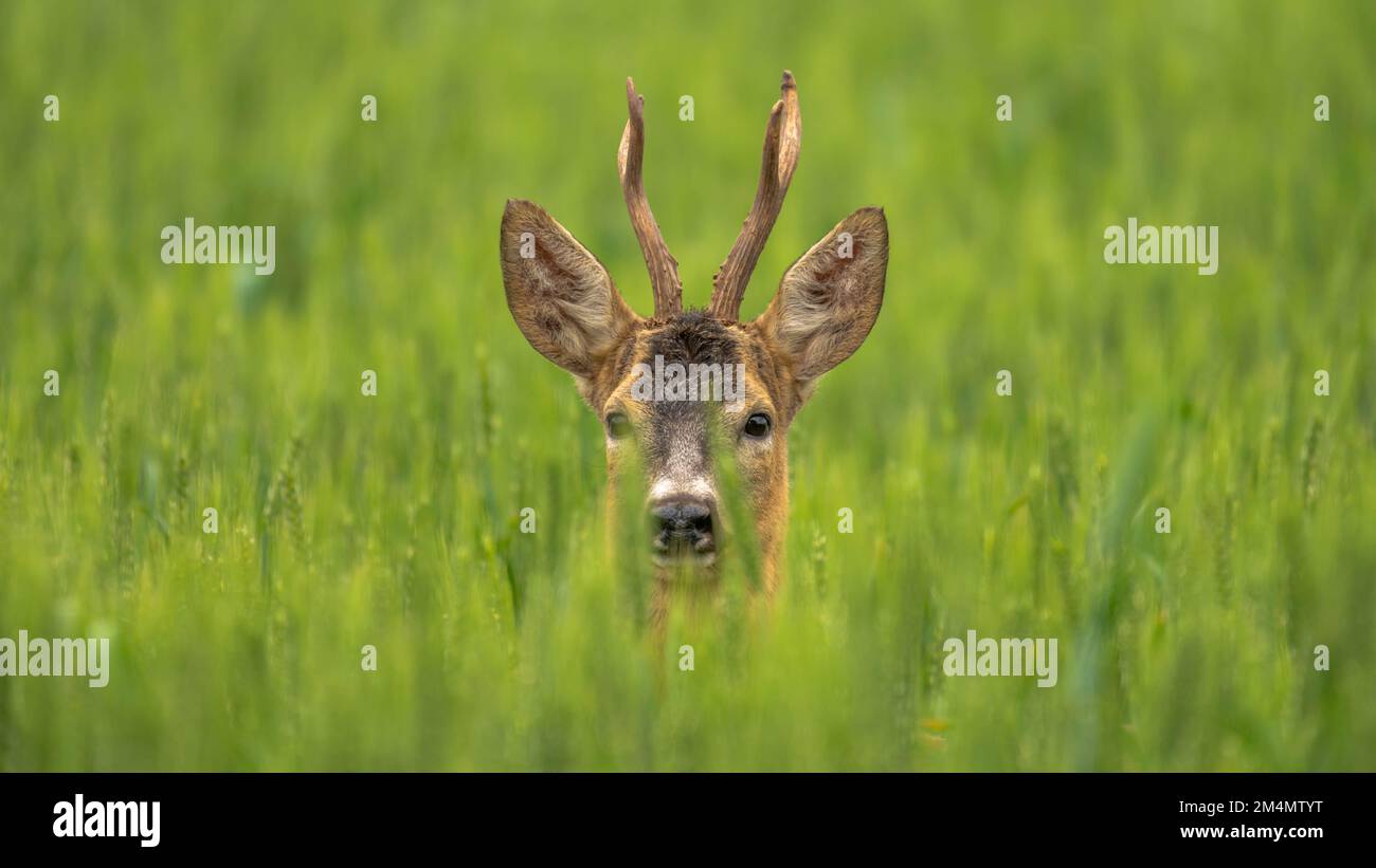 A roe deer with antlers standing in a field of tall grass Stock Photo ...