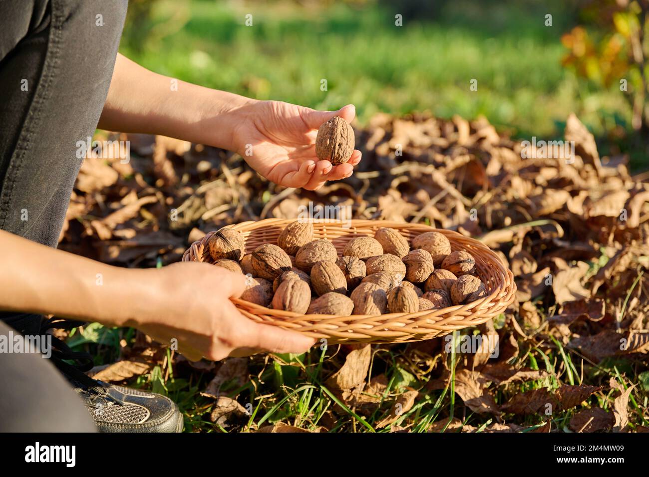 Close-up of ripe walnuts in hands of woman picking nuts in basket Stock Photo