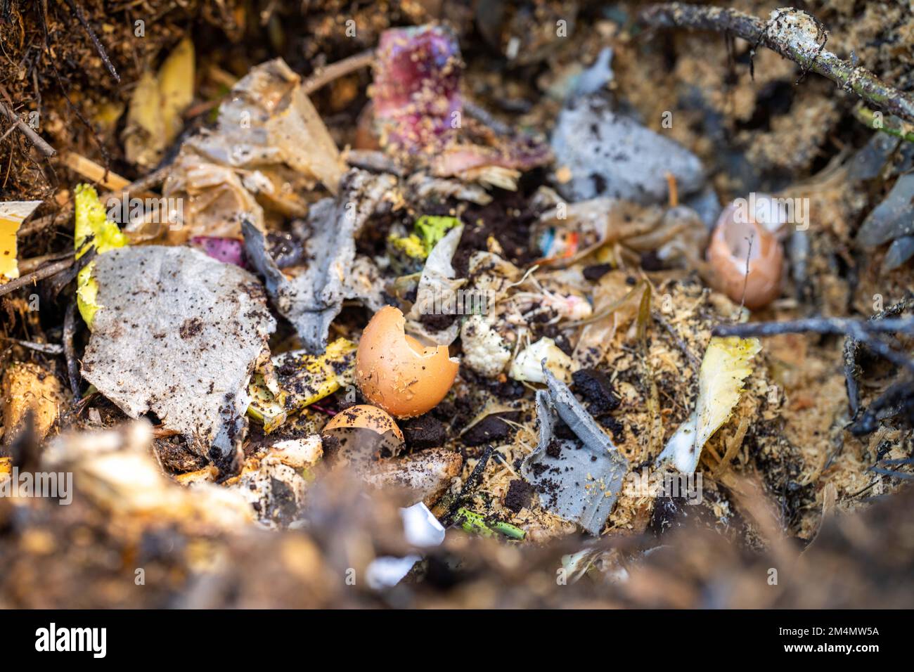 adding food waste to a compost pile. egg shell, vegetable, and fruit