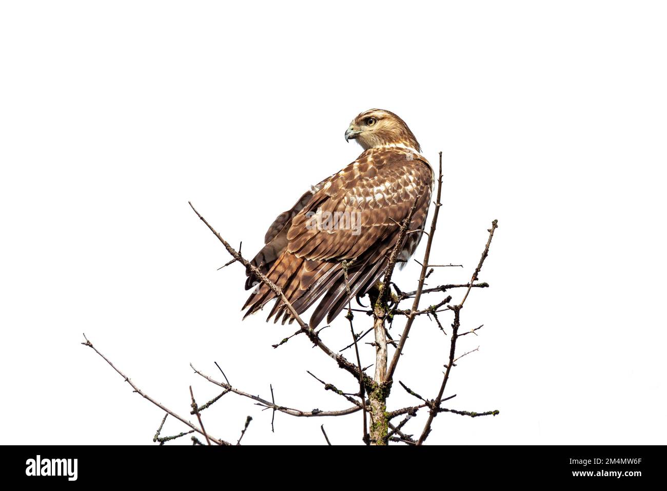 A red-tailed hawk perched on top of a pine tree, head turned backwards with a white background background Stock Photo