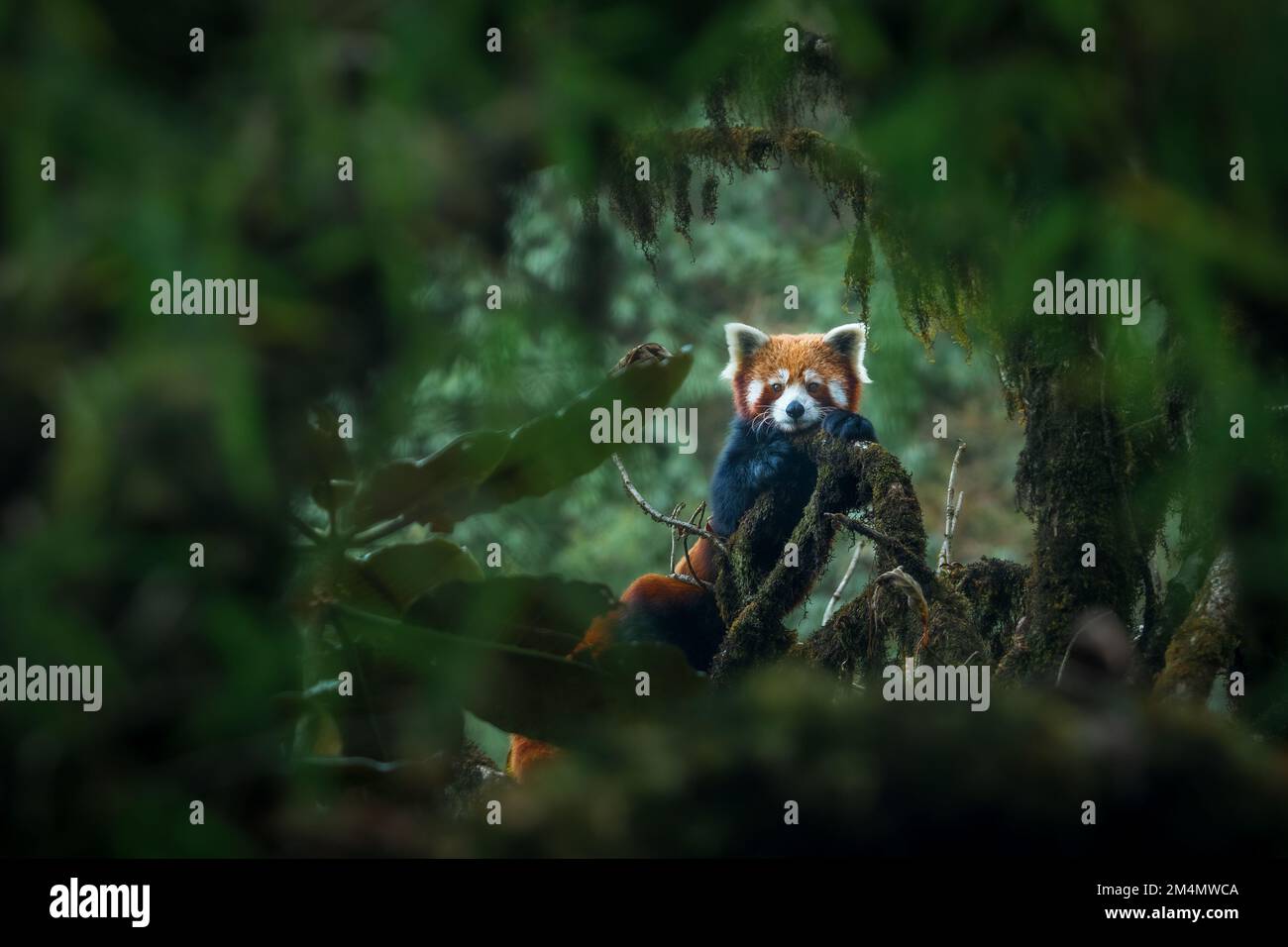 A red panda adult female rests on a mossy oak nut branch at Singalila, Nepal Stock Photo
