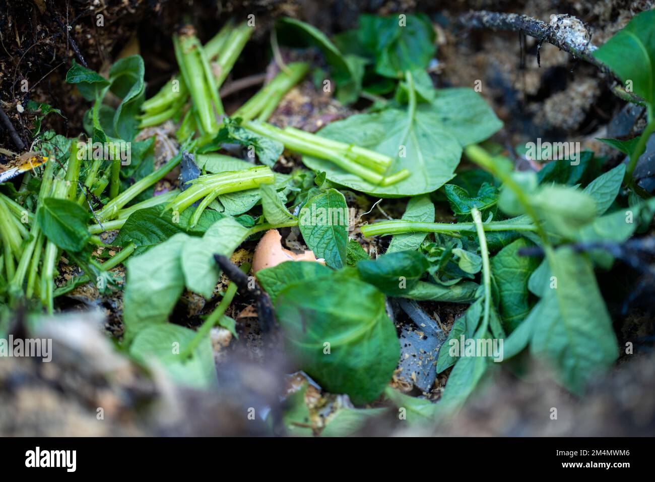 food scraps composting in a compost bin in a backyard in australia in