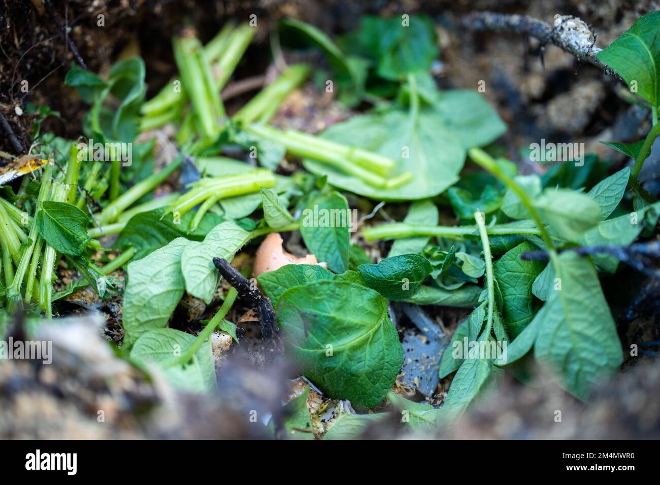 food scraps composting in a compost bin in a backyard in australia in