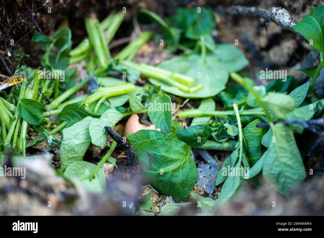 adding food waste to a compost pile. egg shell, vegetable, and fruit