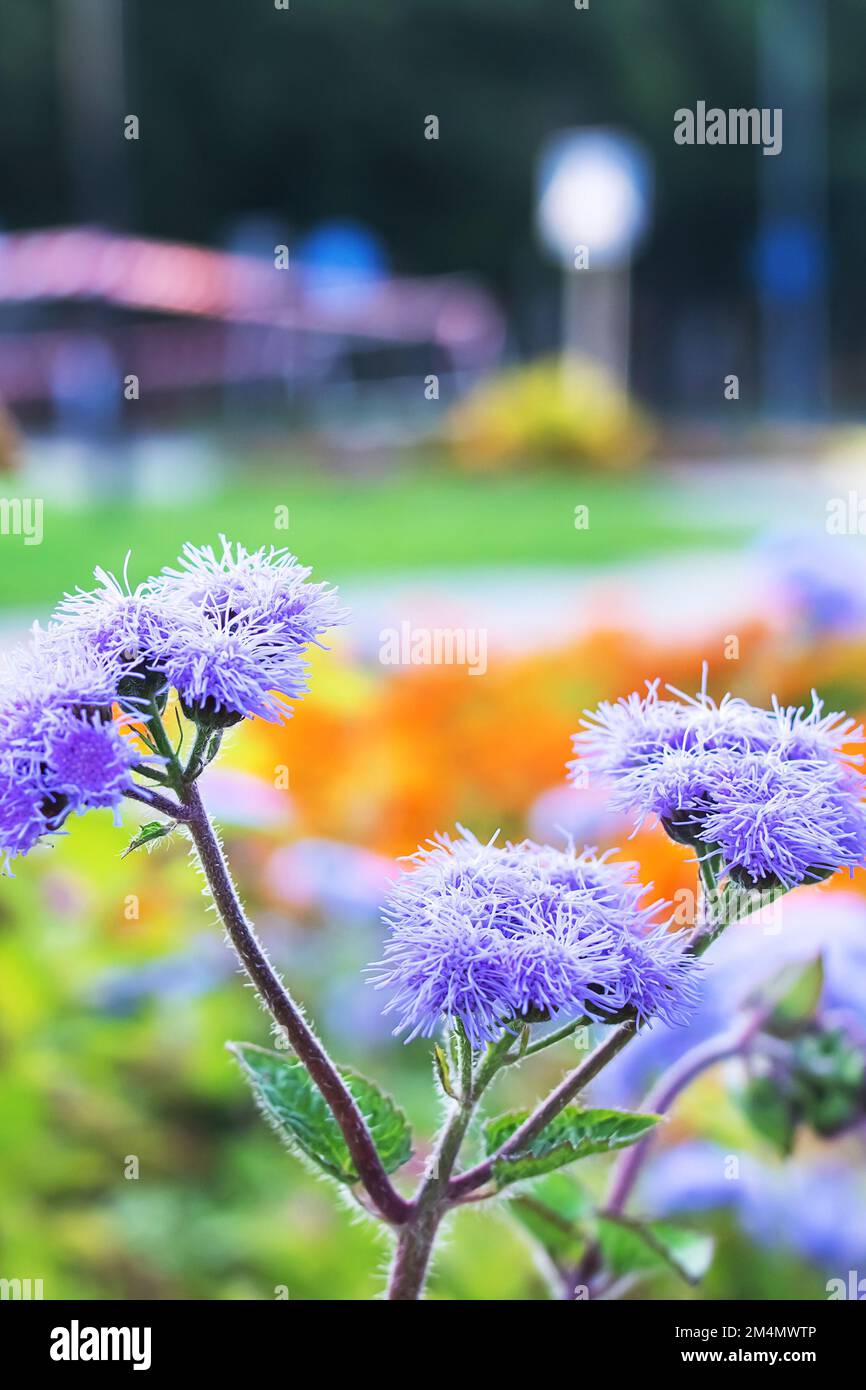 Close up of purple wild flower, macro photo Stock Photo
