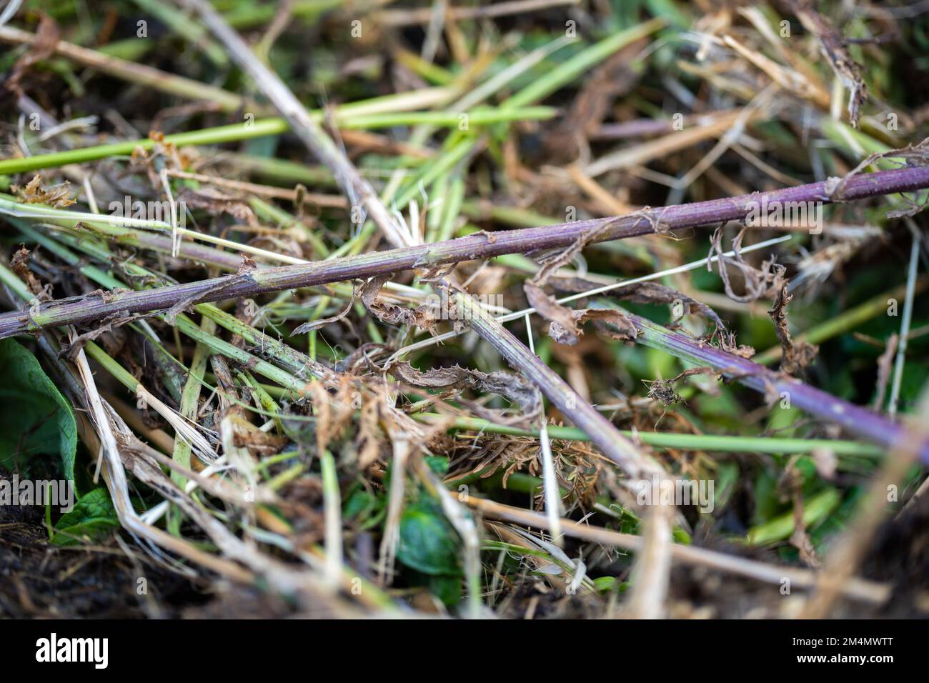 Turning a soil food web thermophilic compost pile full of microorganisms, in America and Australia. in spring Stock Photo