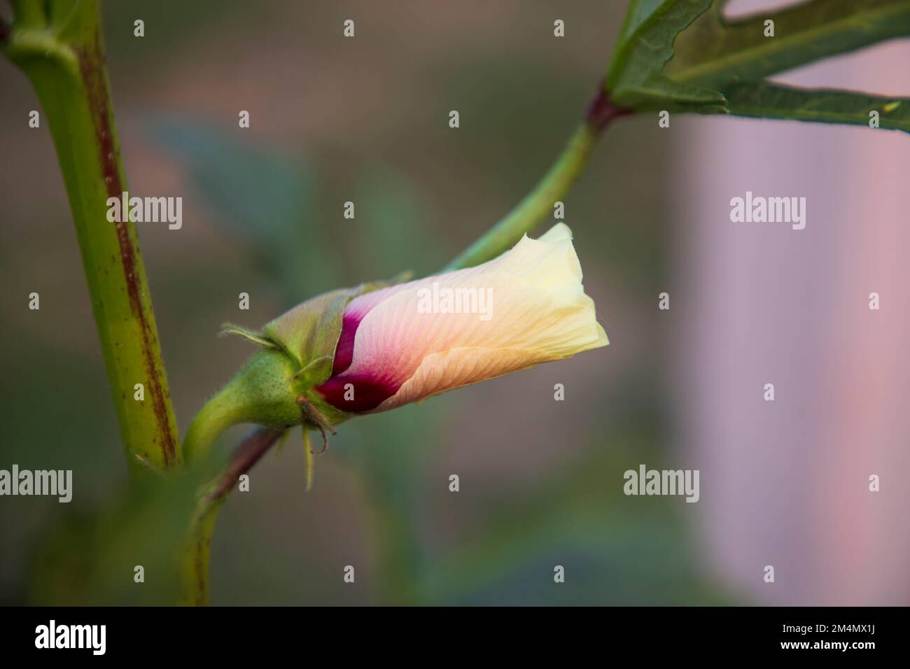 Beautiful ladies finger flower bud with blurry background Stock Photo