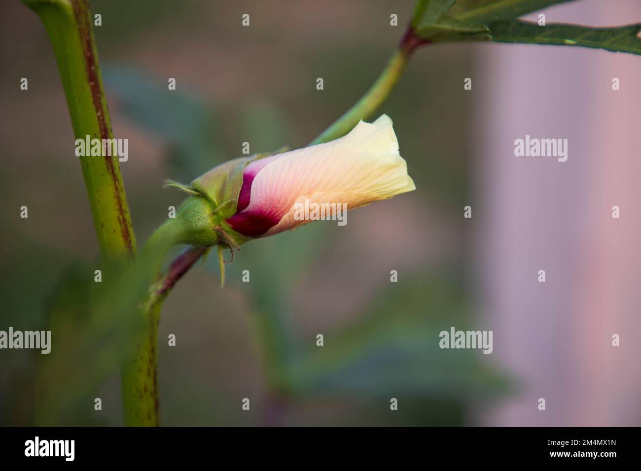 Beautiful ladies finger flower bud with blurry background Stock Photo