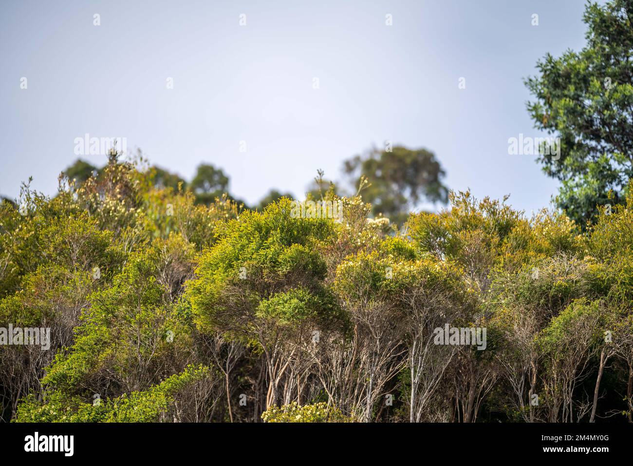 Ghost gum leaves hires stock photography and images Alamy