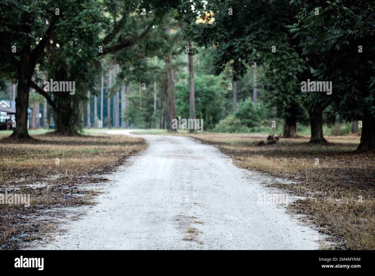 a long southern dirt road with green trees Stock Photo