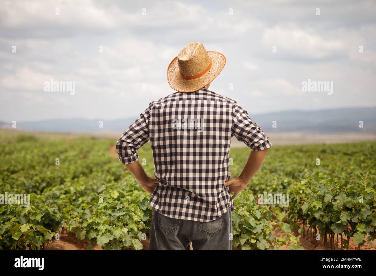 Rear view shot of a farmer with a straw hat looking at a grapevine ...
