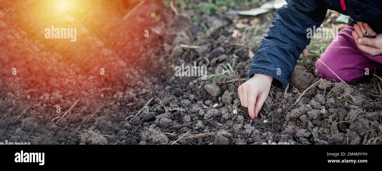 Background with the hands of a small farmer planting seeds on a bed in the ground in the garden Stock Photo