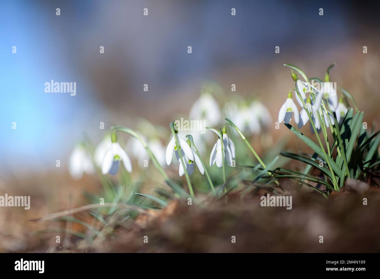 Galanthus nivalis, the snowdrop or common snowdrop, is the best-known ...