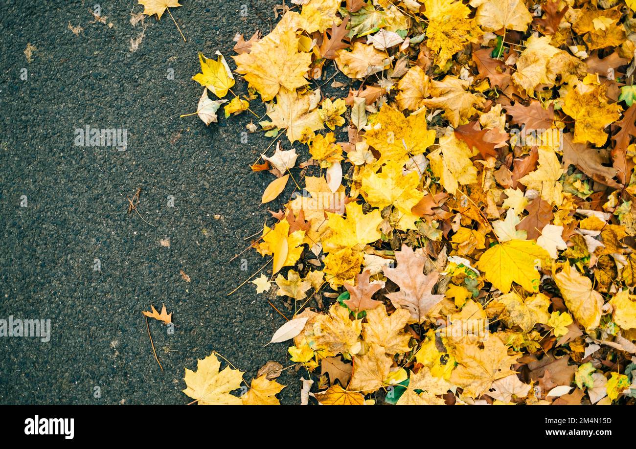 Yellow autumn leaves on a road, background texture, top view Stock ...