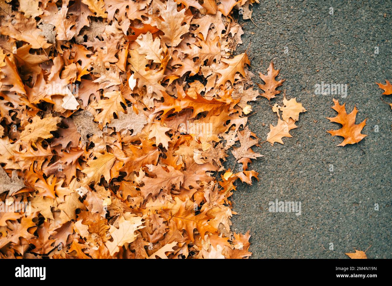 Yellow autumn leaves on a road, background texture, top view Stock ...