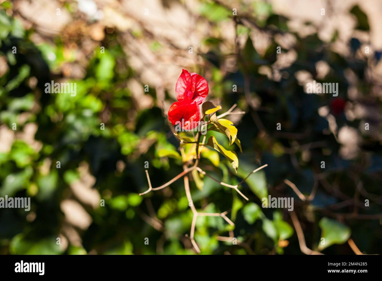 Flowers of red bougainvillea.Nature photography Stock Photo