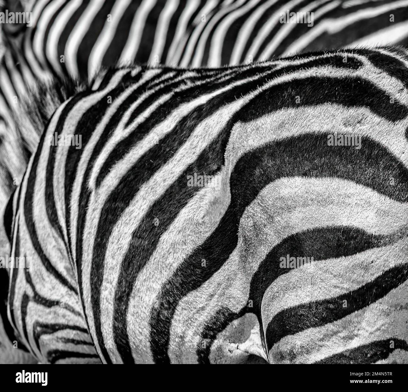 Black and white patterns hi-res stock photography and images - Alamy