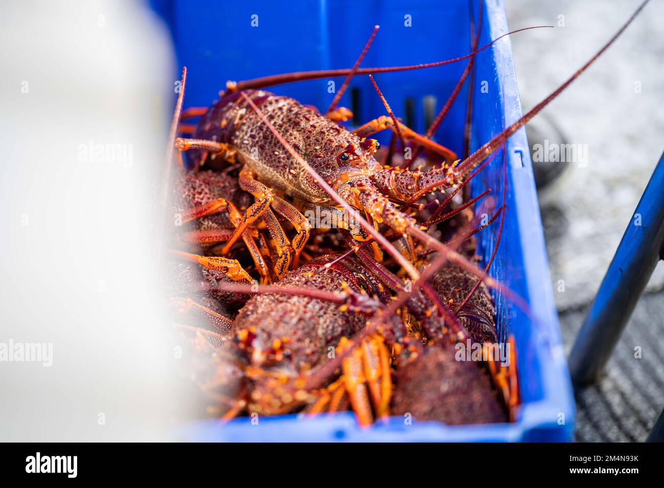 unloading a fishing boat and using scales to weight lobster. Catching