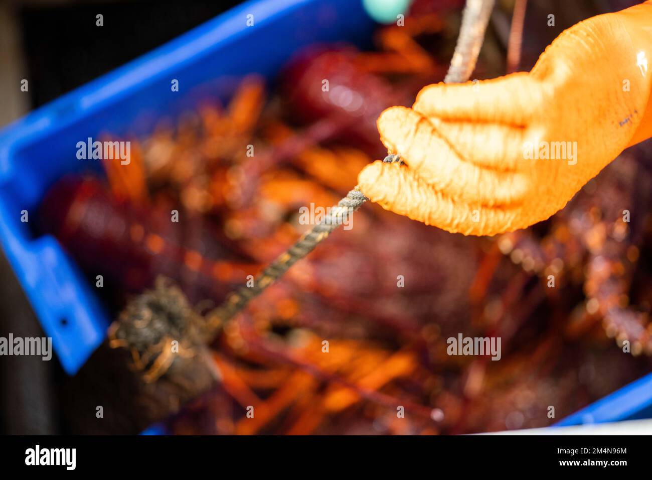 fish market with fish and crustations. seafood in australia Stock Photo