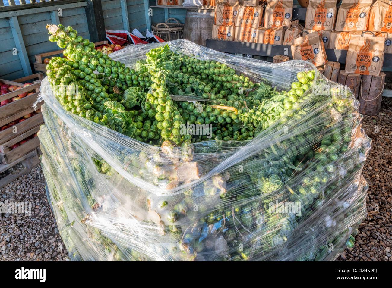 Stalks of Brussels sprouts on sale at a farm shop before Christmas. Stock Photo