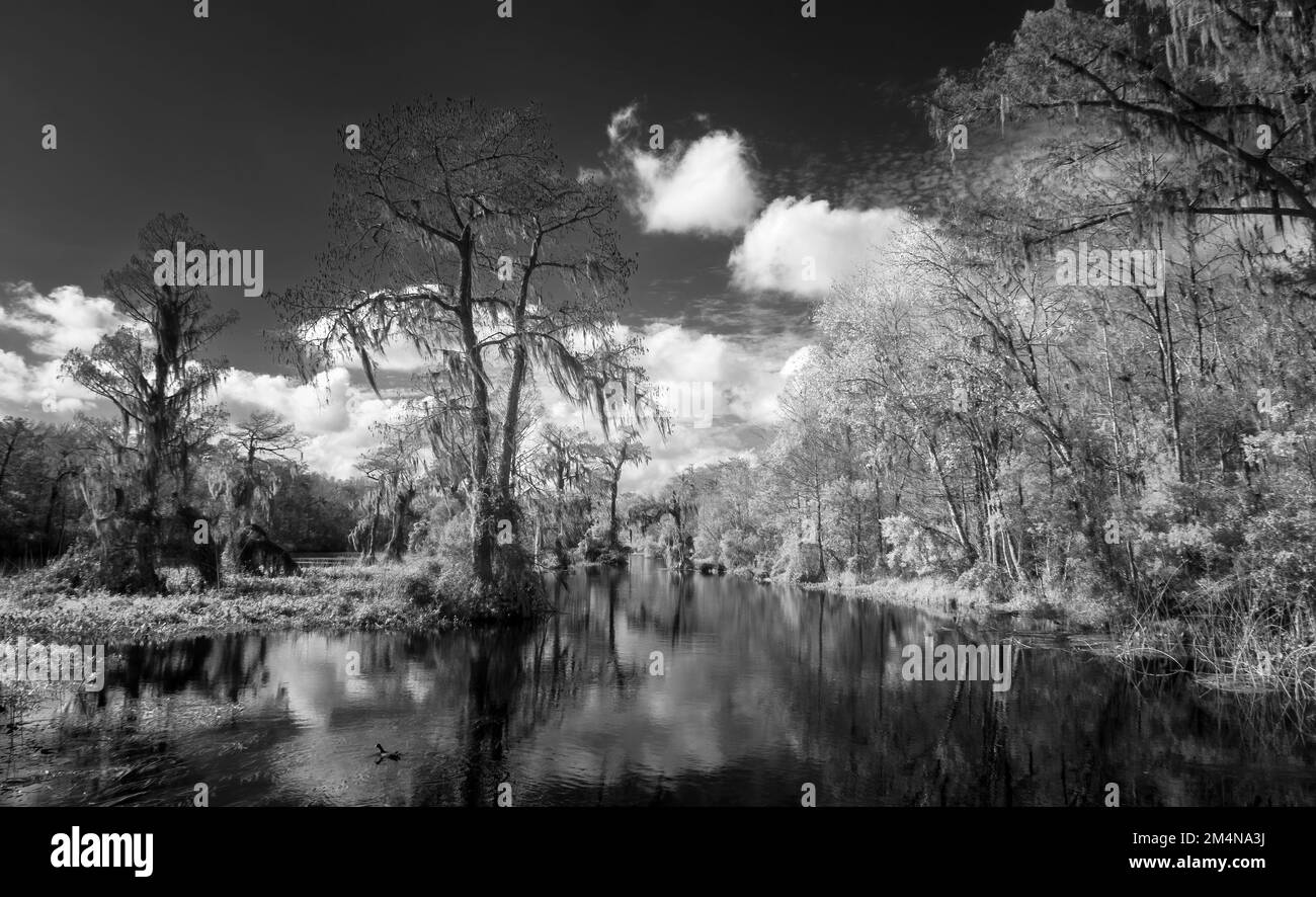 Black and White of the Wakulla River in Edward Ball Wakulla Springs State Park in Wakulla Springs  Florida USA Stock Photo