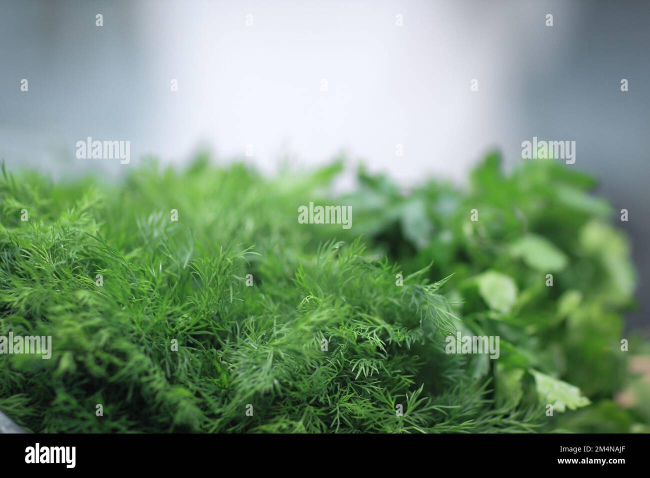 close up.the background image of sprigs of dill and parsley Stock Photo