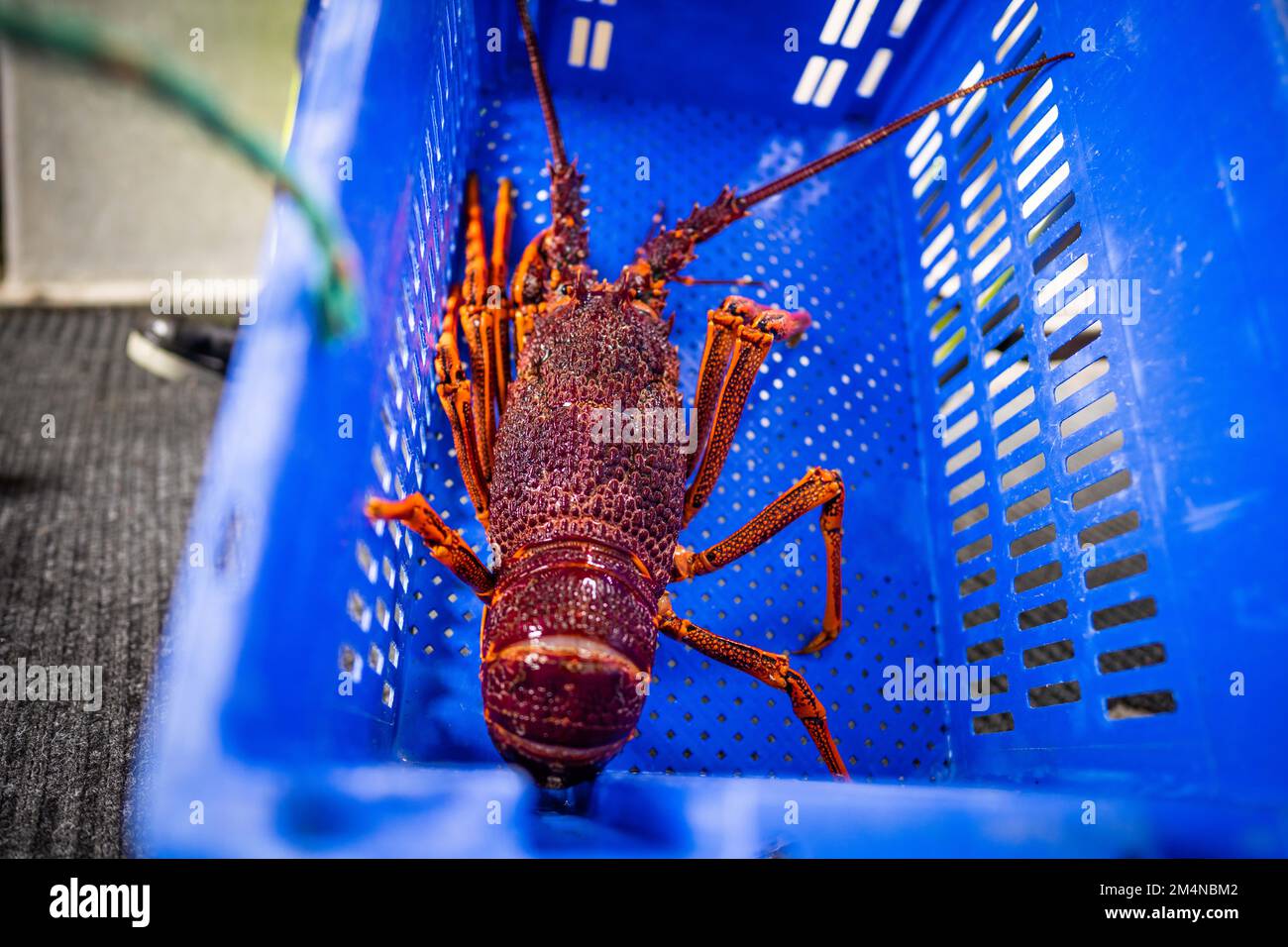 unloading a fishing boat and using scales to weight lobster. Catching